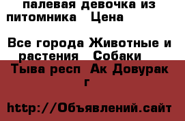 палевая девочка из питомника › Цена ­ 40 000 - Все города Животные и растения » Собаки   . Тыва респ.,Ак-Довурак г.